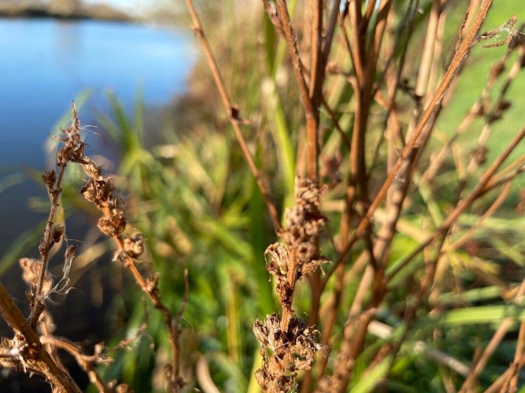 Salcerella 2