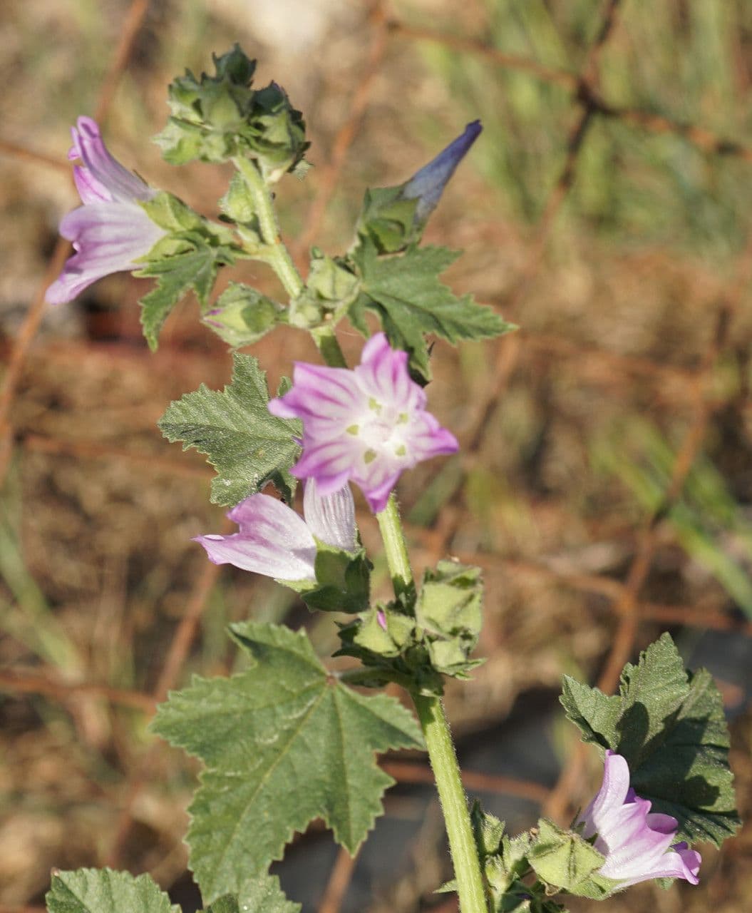 Malva multiflora 14
