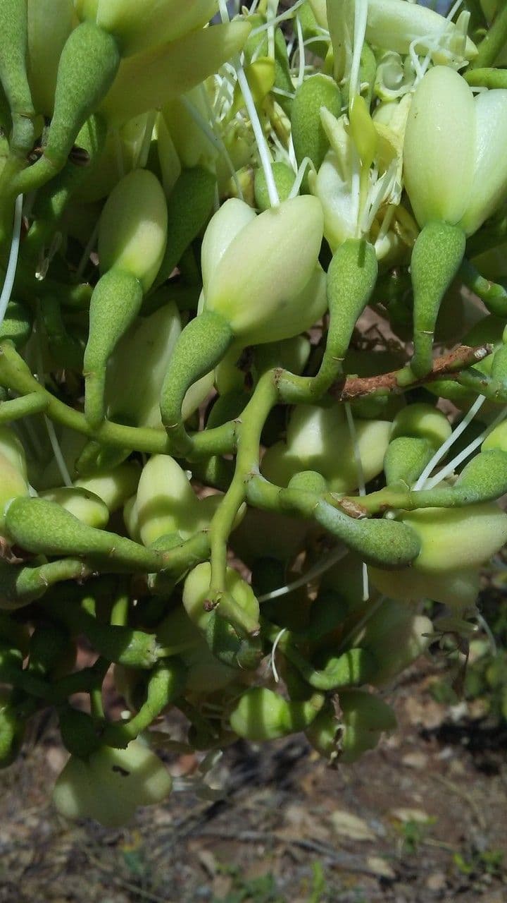 Daniellia