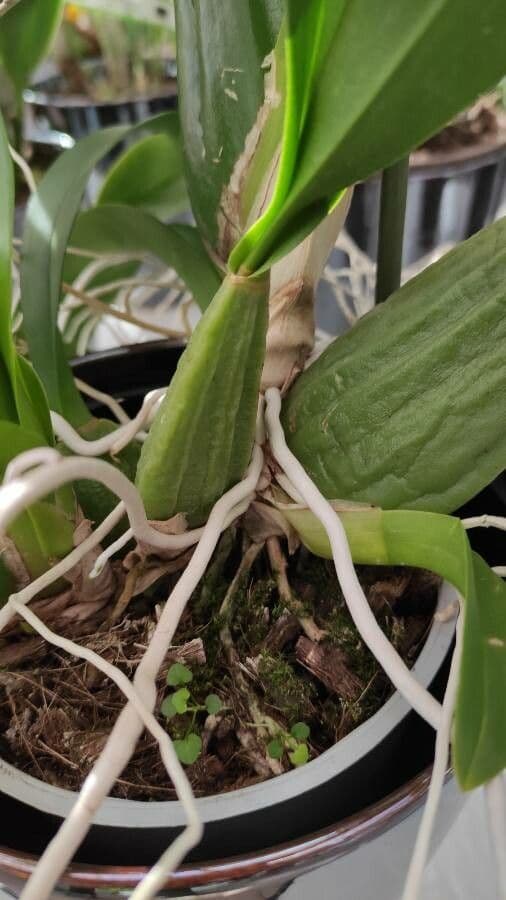 Wydler's dancing-lady orchid 21