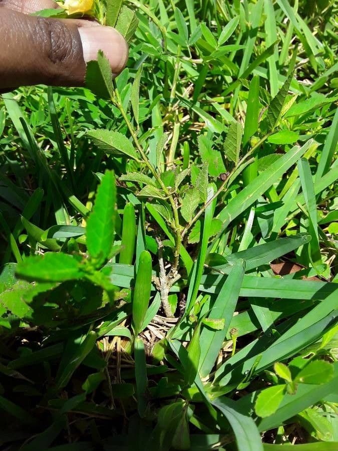 Sida spinosa 20