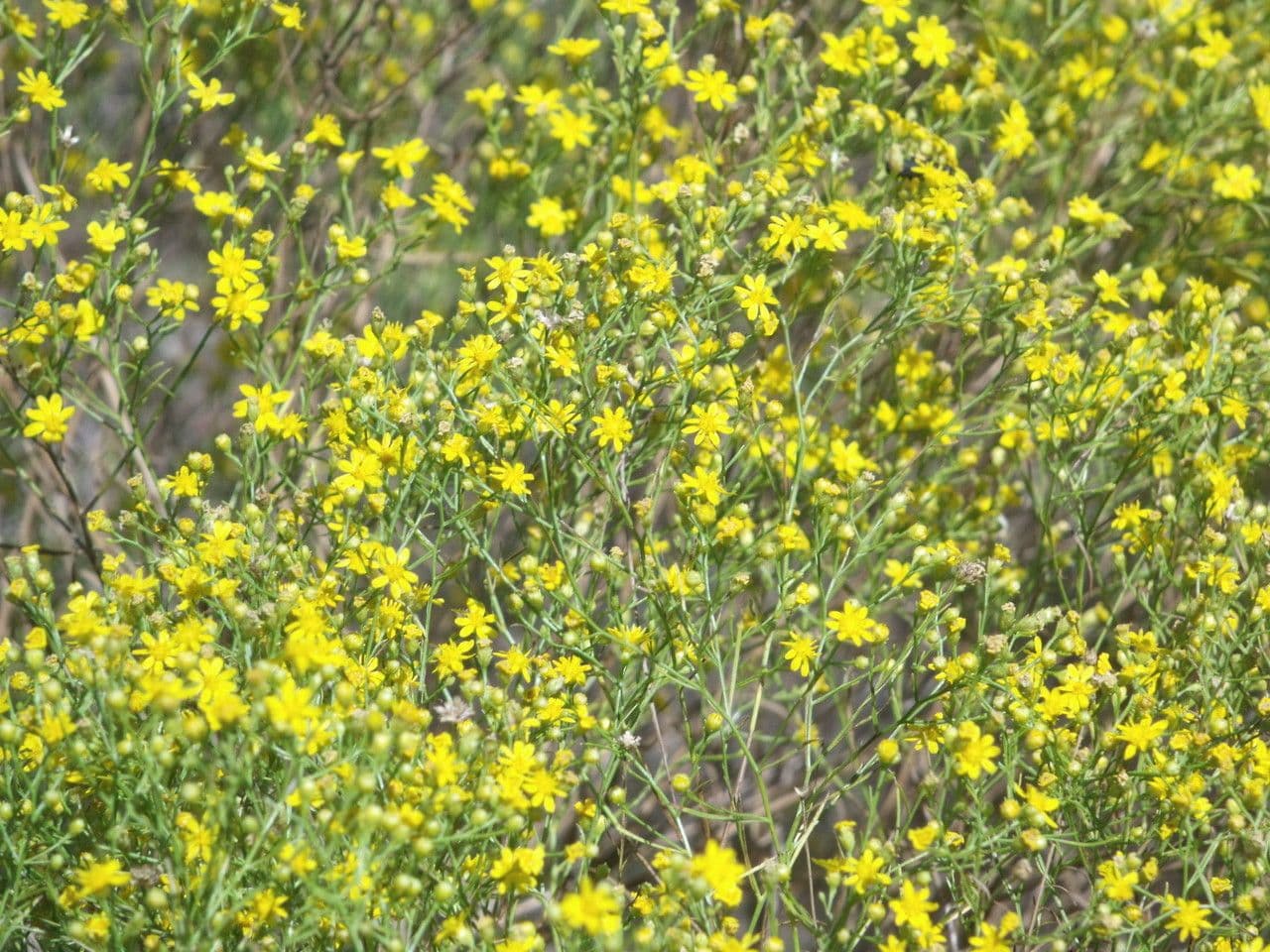 Amphiachyris dracunculoides 10