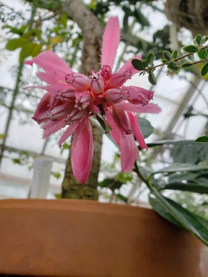 Drüsenblütige Cavendishia