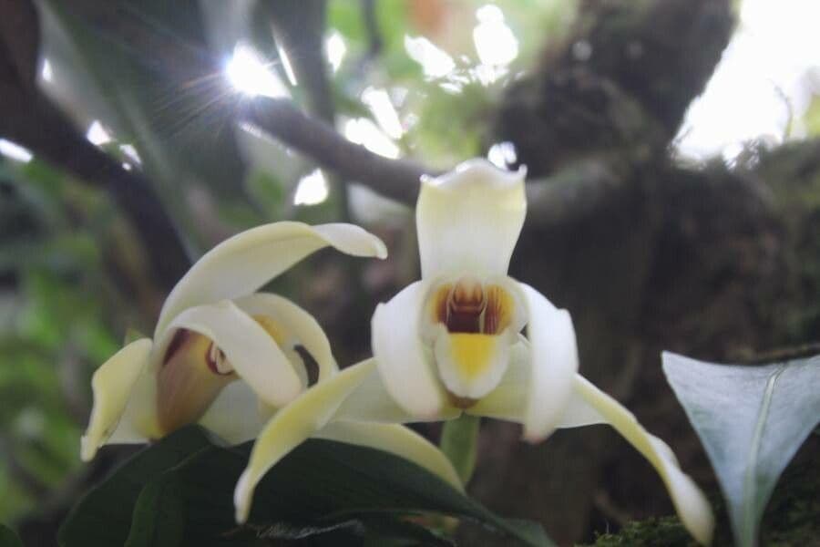 Coelogyne 6