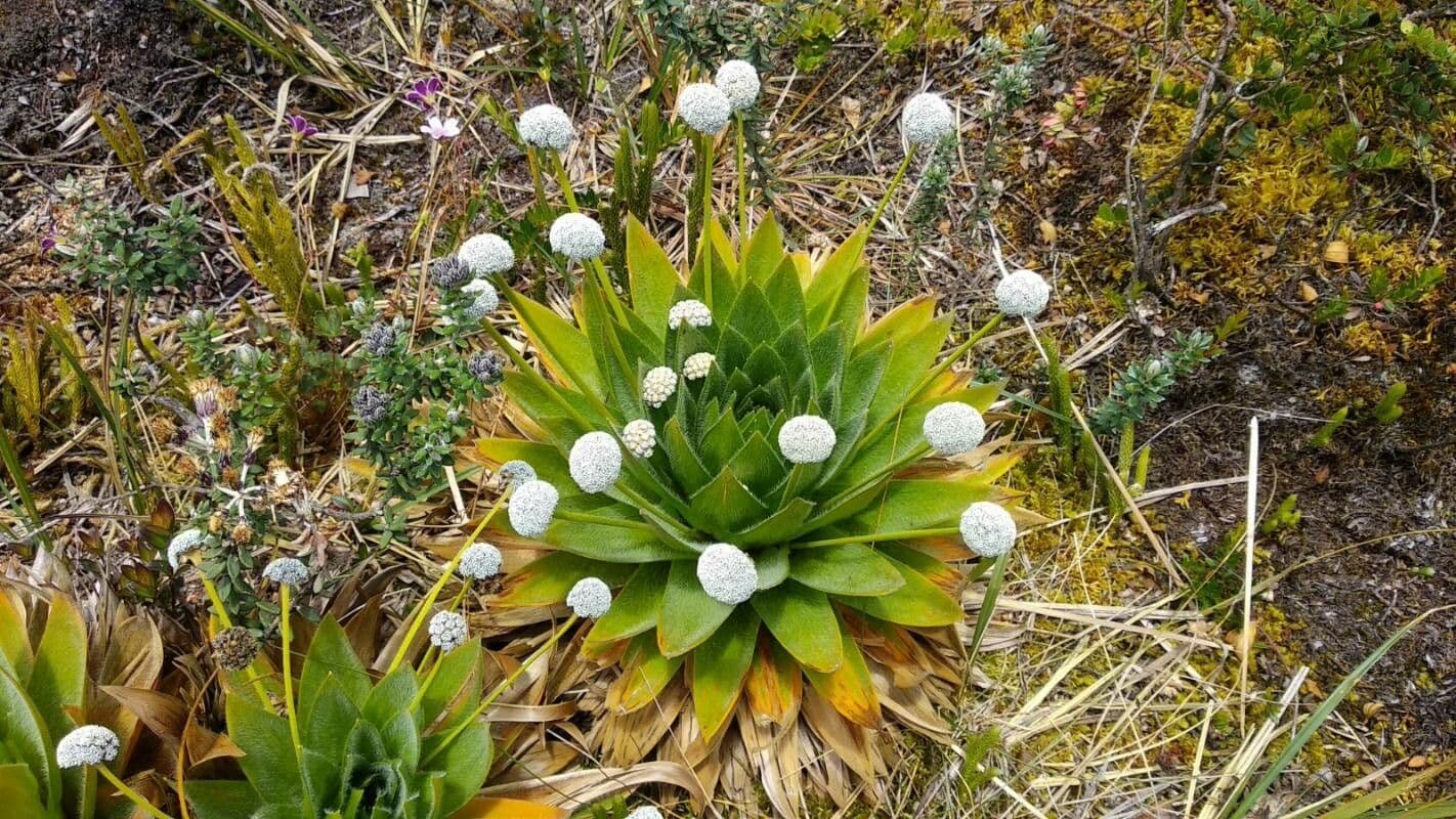 Paepalanthus 7