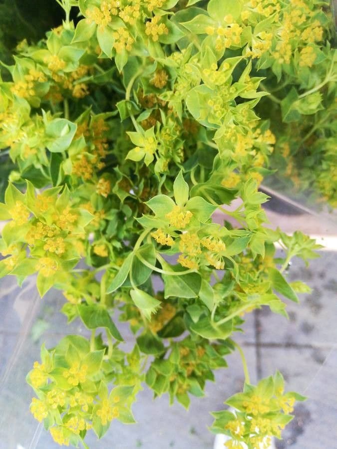 Bupleurum rotundifolium 5