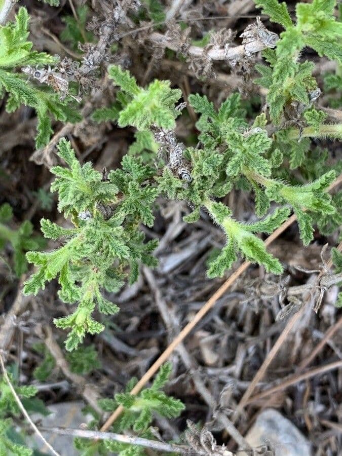 Sideritis 6