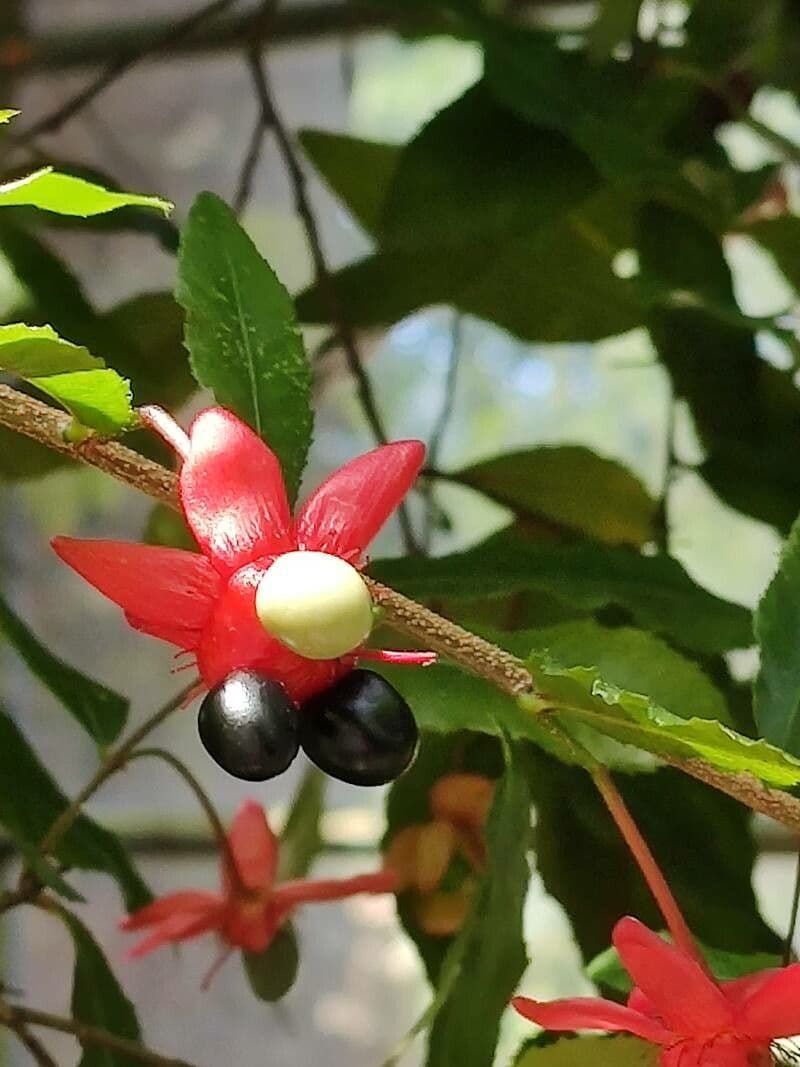 Ochna violacea 5