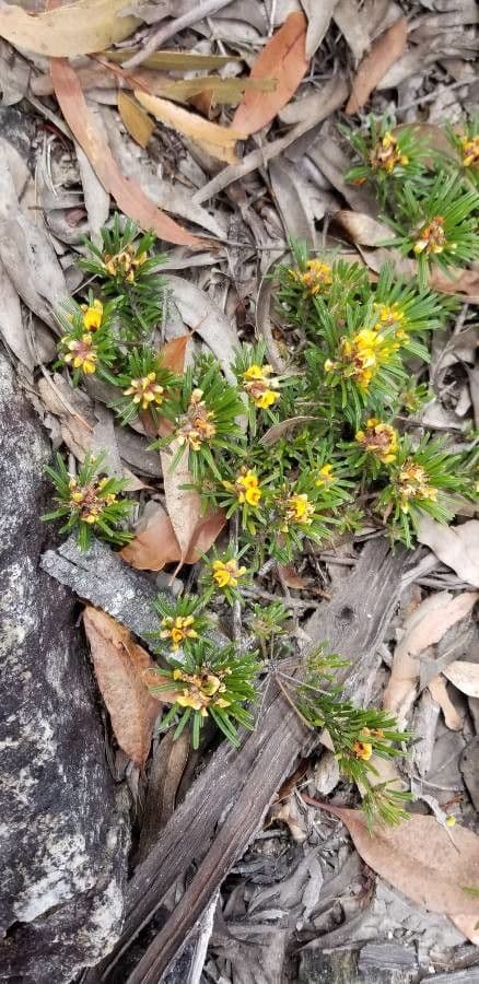 Pultenaea 2