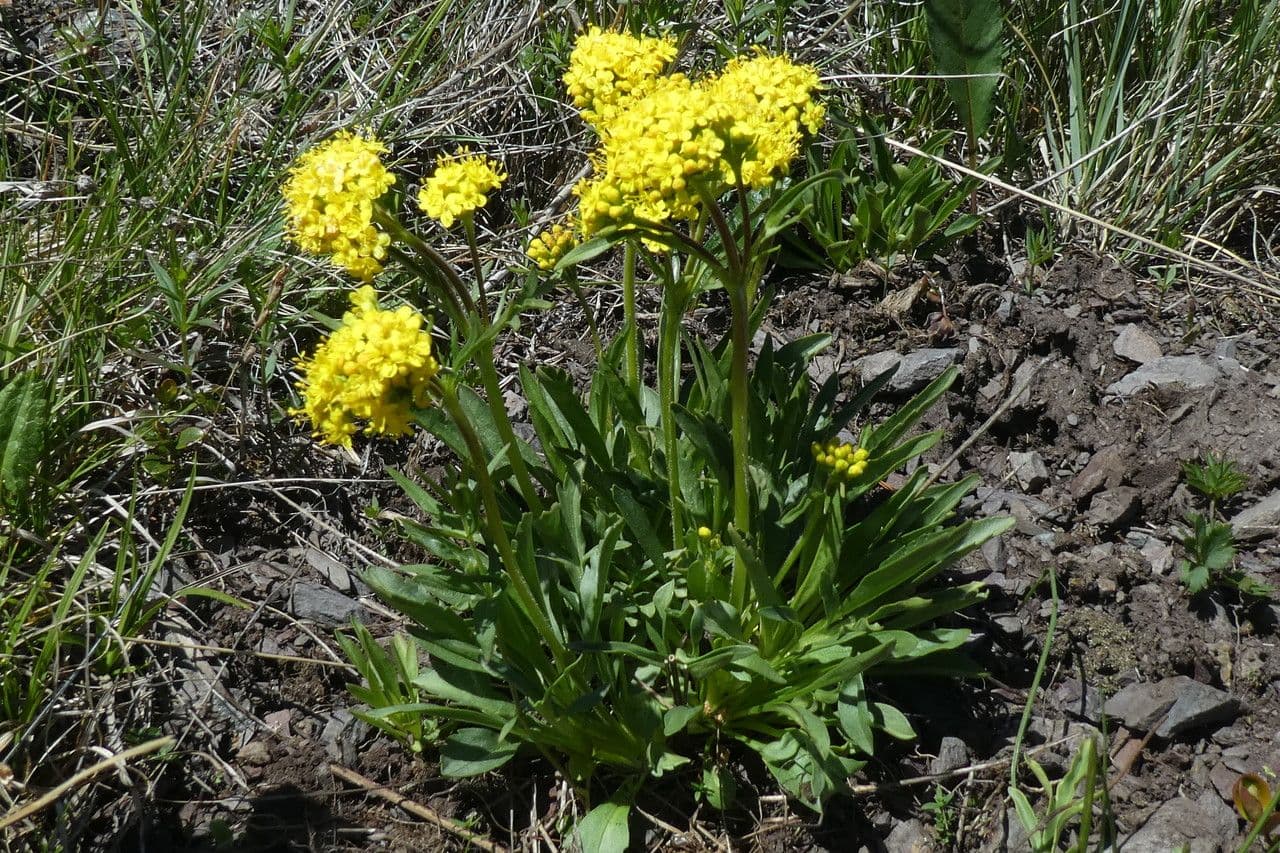 Patrinia