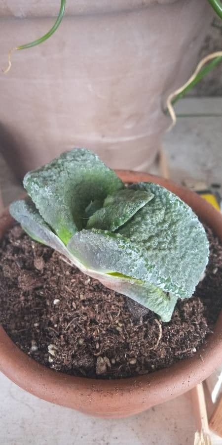 Gasteria 4