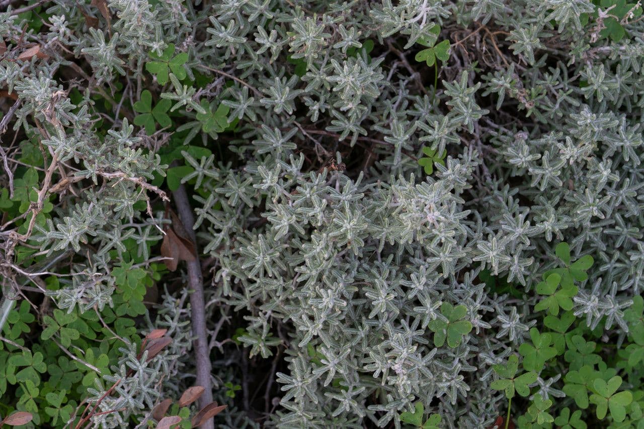 Achillea di Creta 7
