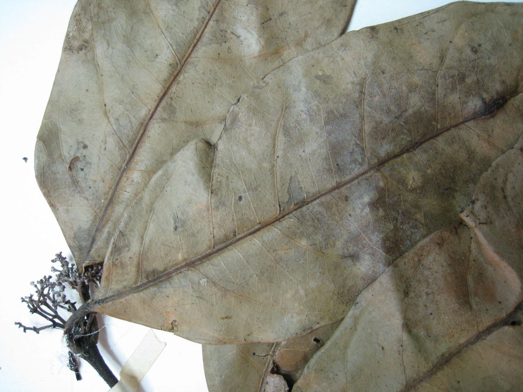 Tontelea 4
