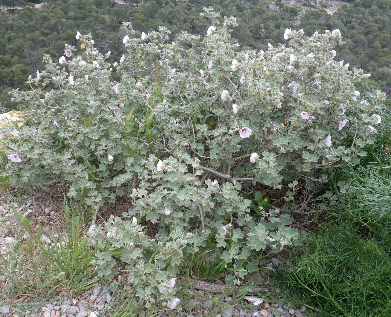 Malva subovata 12