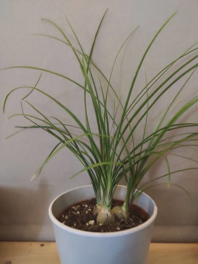 Beaucarnea 7