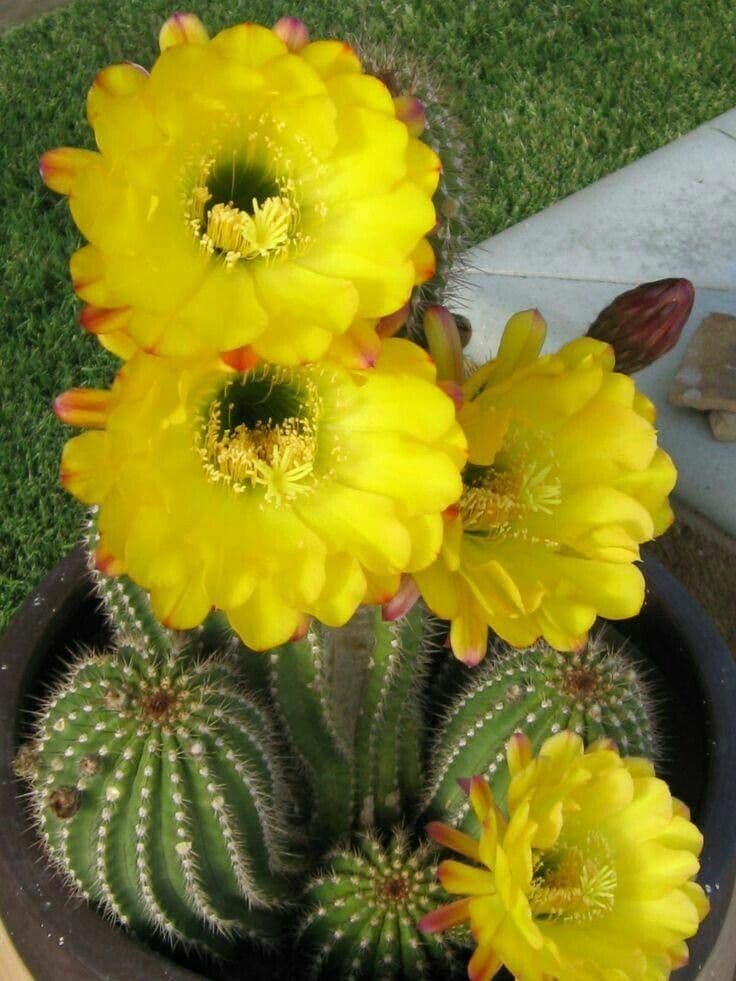 Echinocereus 2