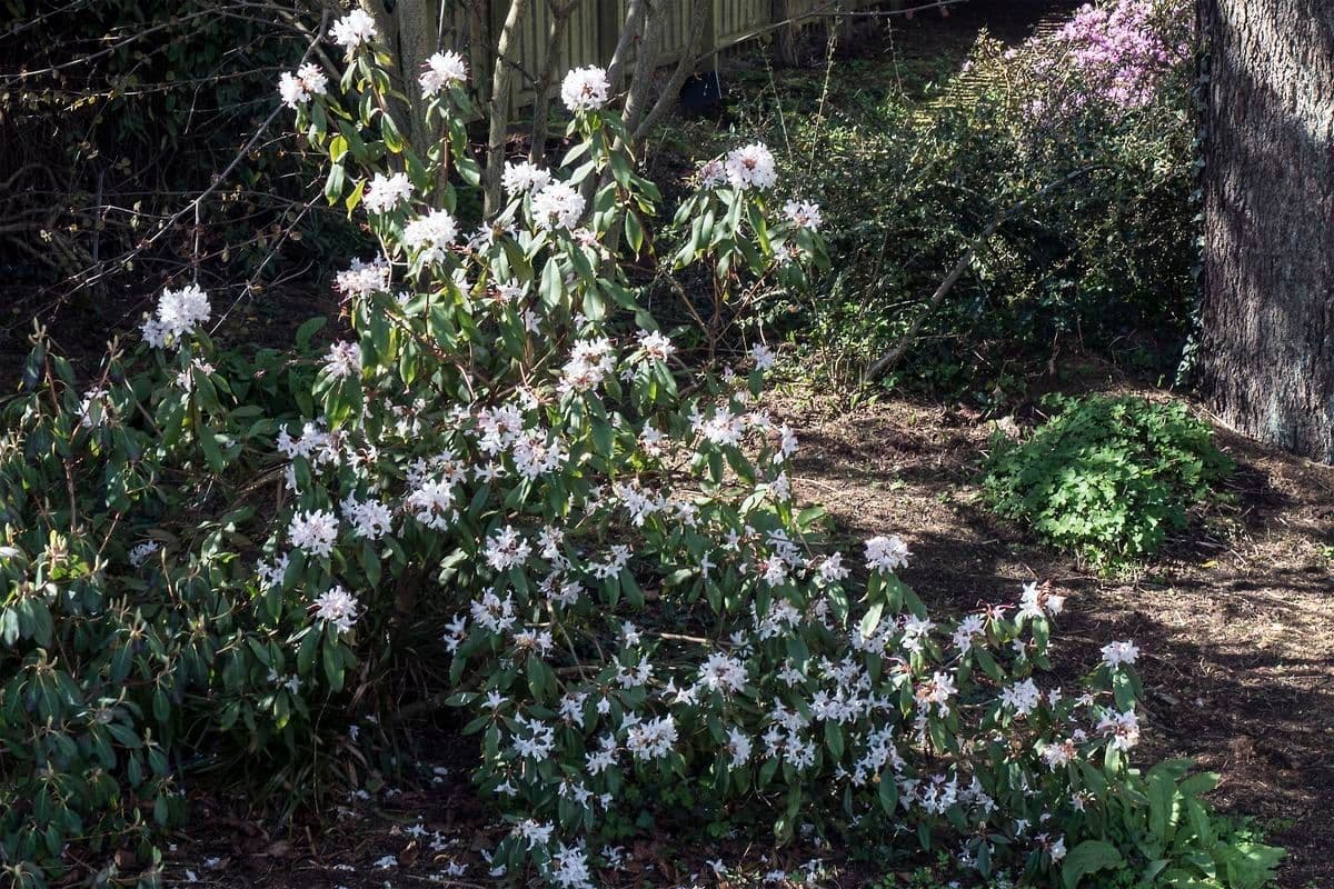 Różanecznik 9