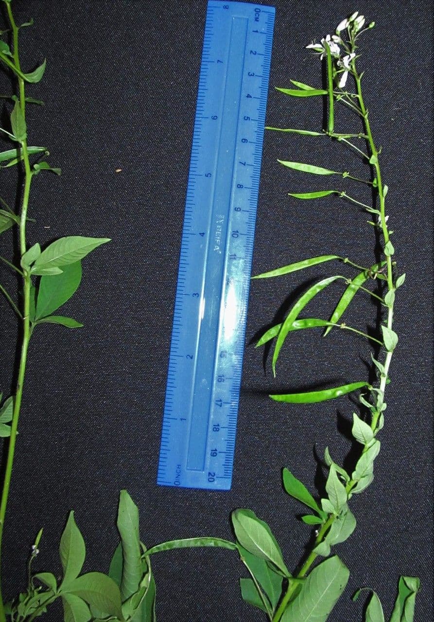 Cleome 3