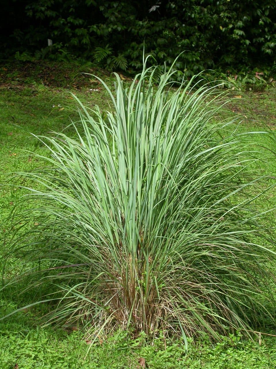 Citronella 16