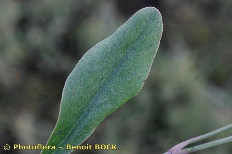Limonium 12