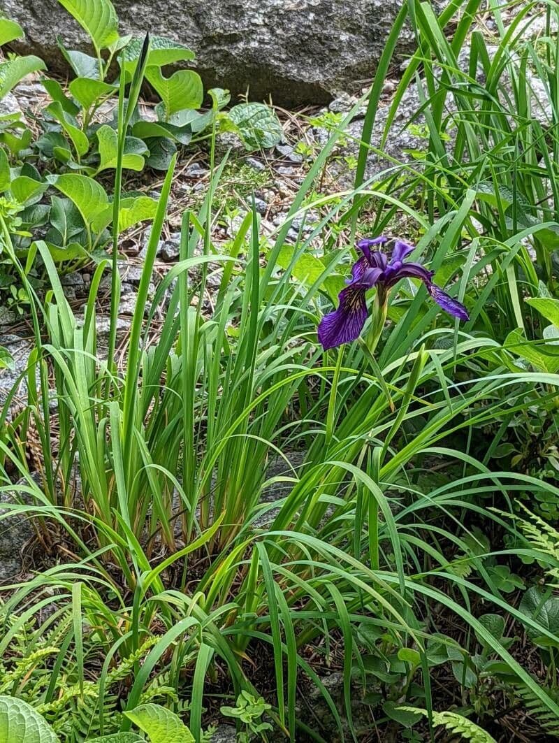 Iris à veines dorées 6