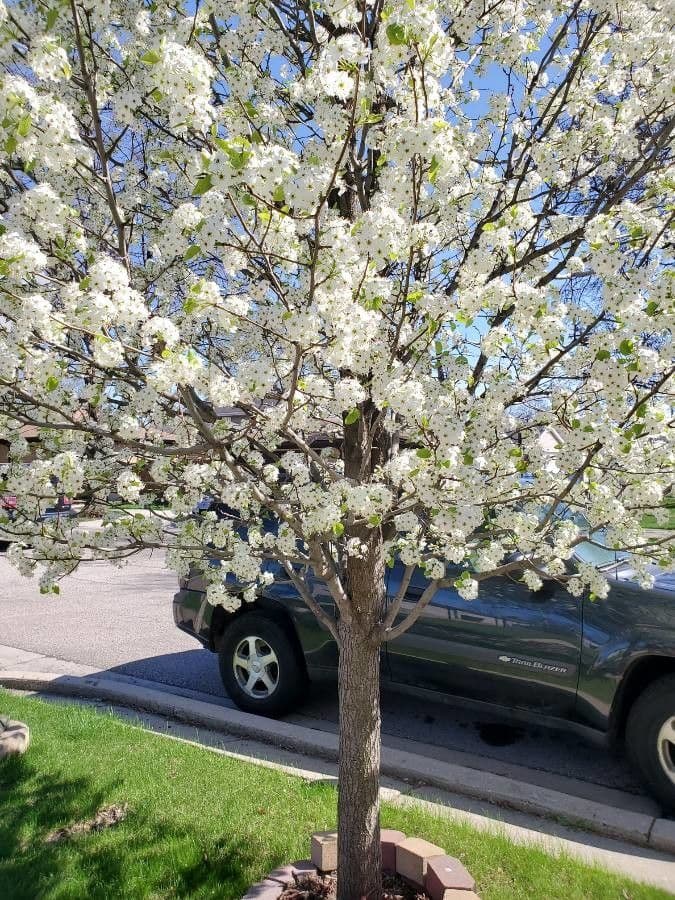 Pero di Callery 26