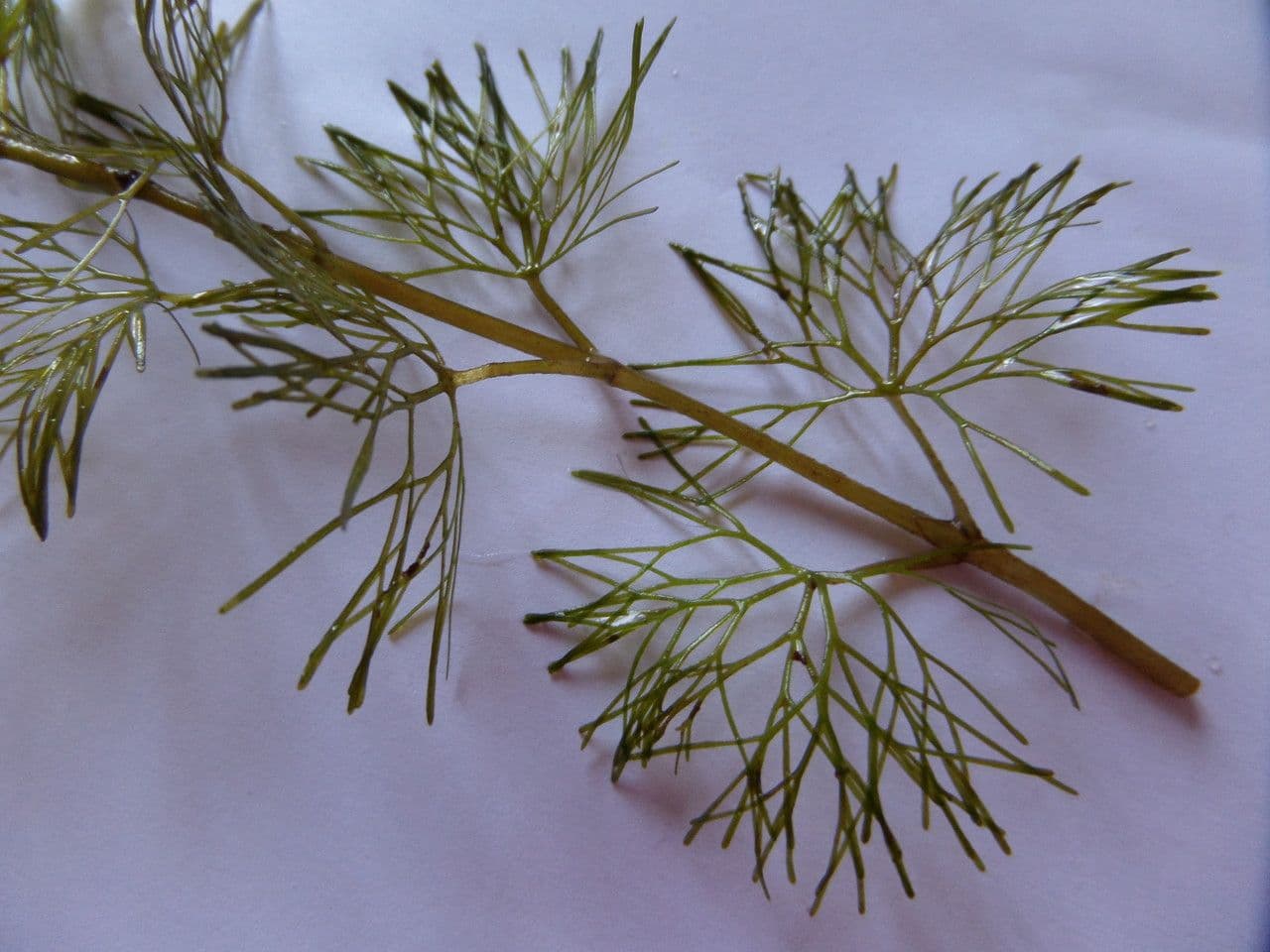 Karolinische Haarnixe 10
