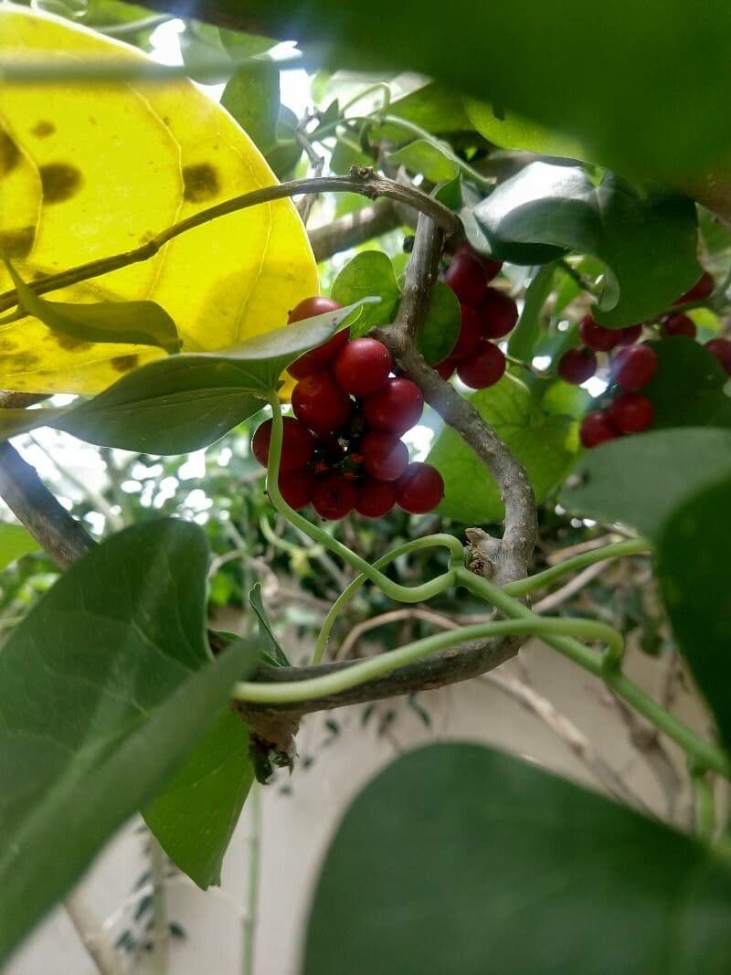 Tinospora