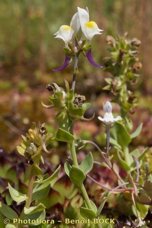 Linaria triphylla 17
