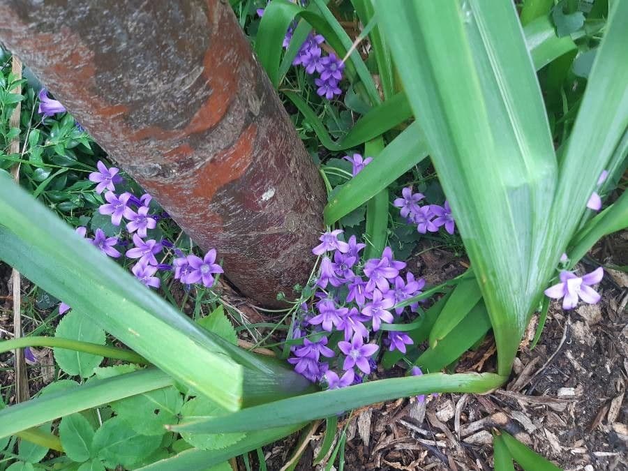 Kriechende Glockenblume 23