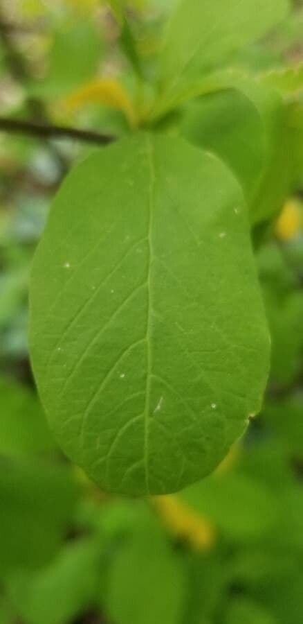 Oemleria cerasiformis 11