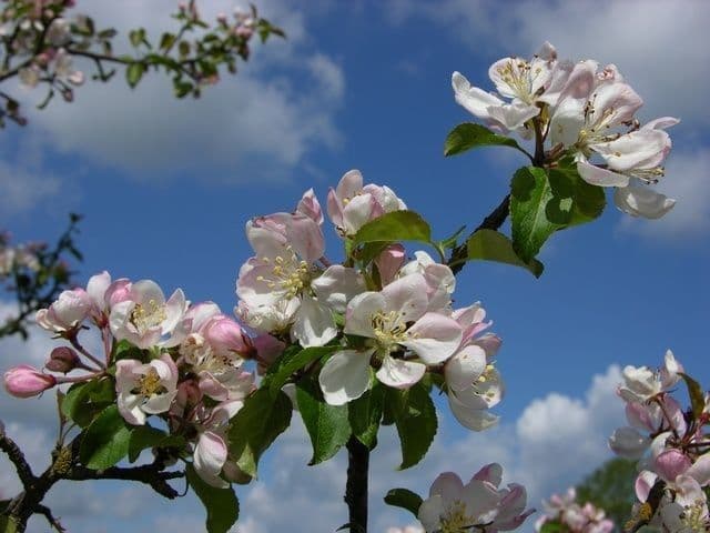 Holzapfel 14