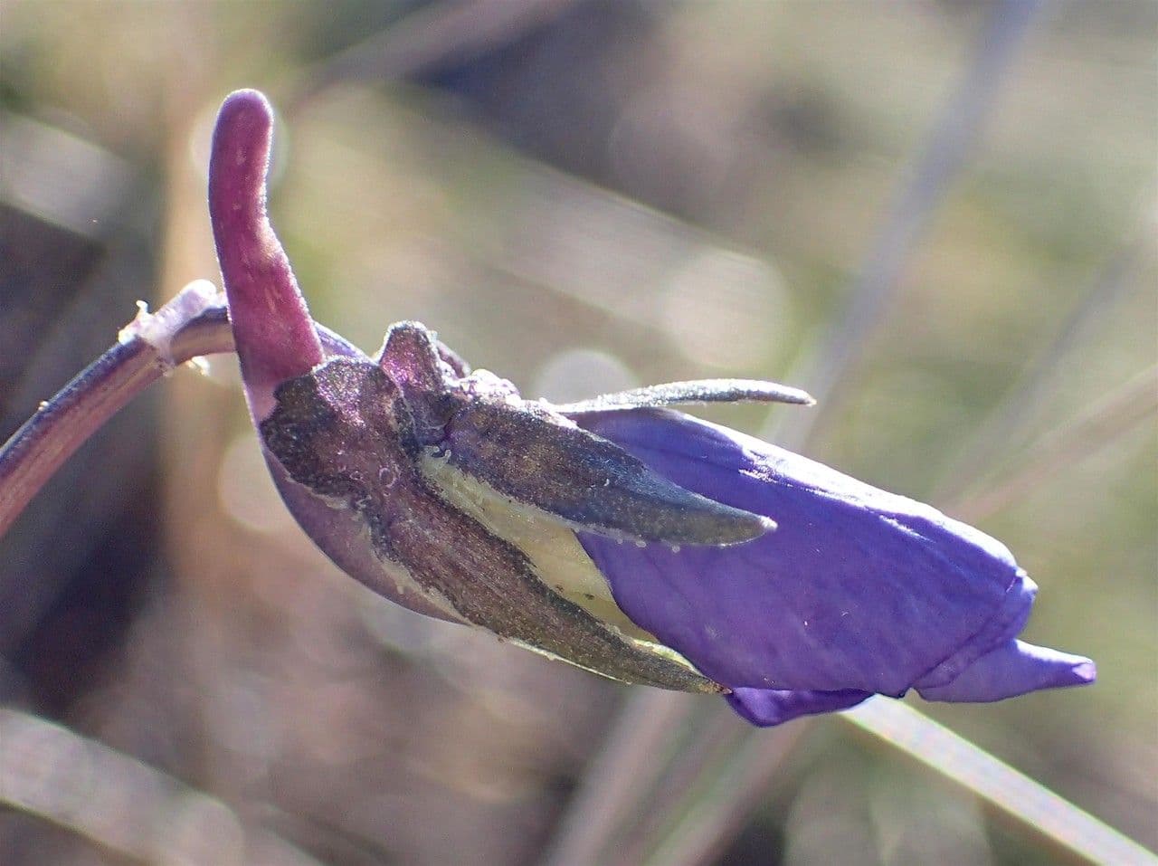 Viola con sperone 10