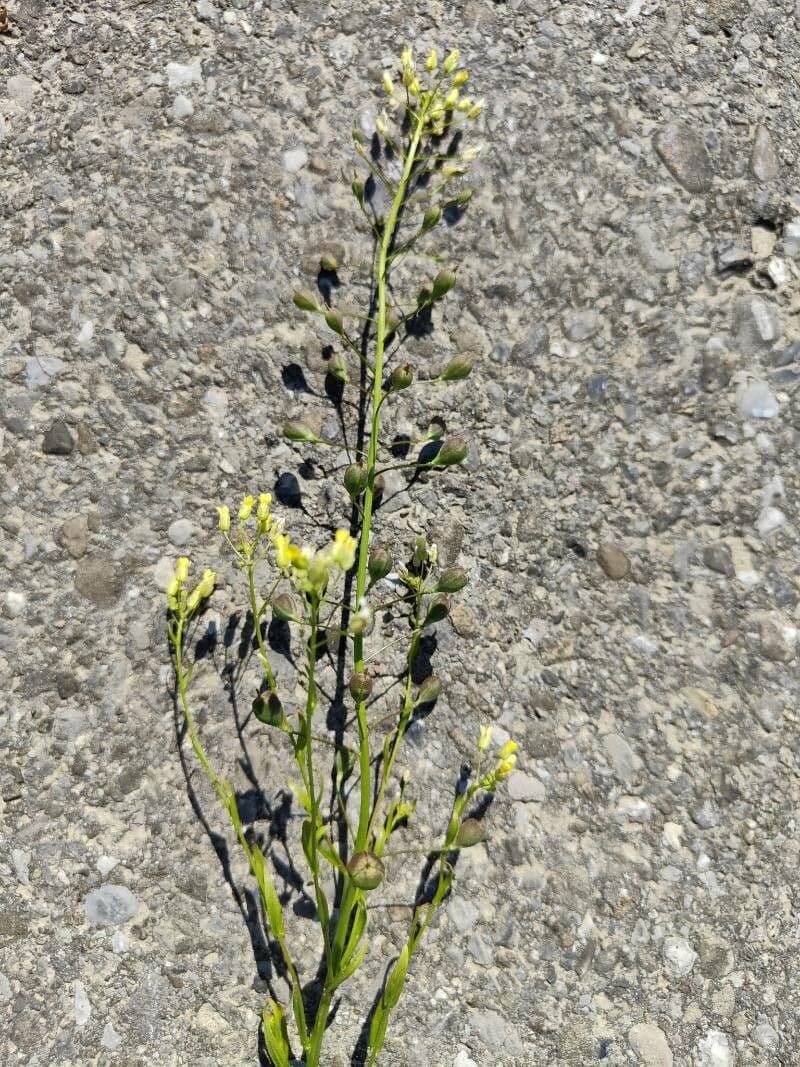 Camelina 3