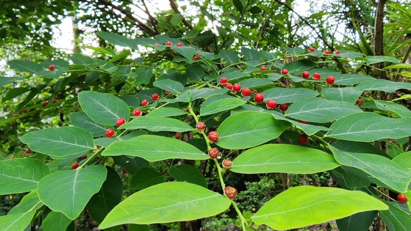 Breynia vitis-idaea 9