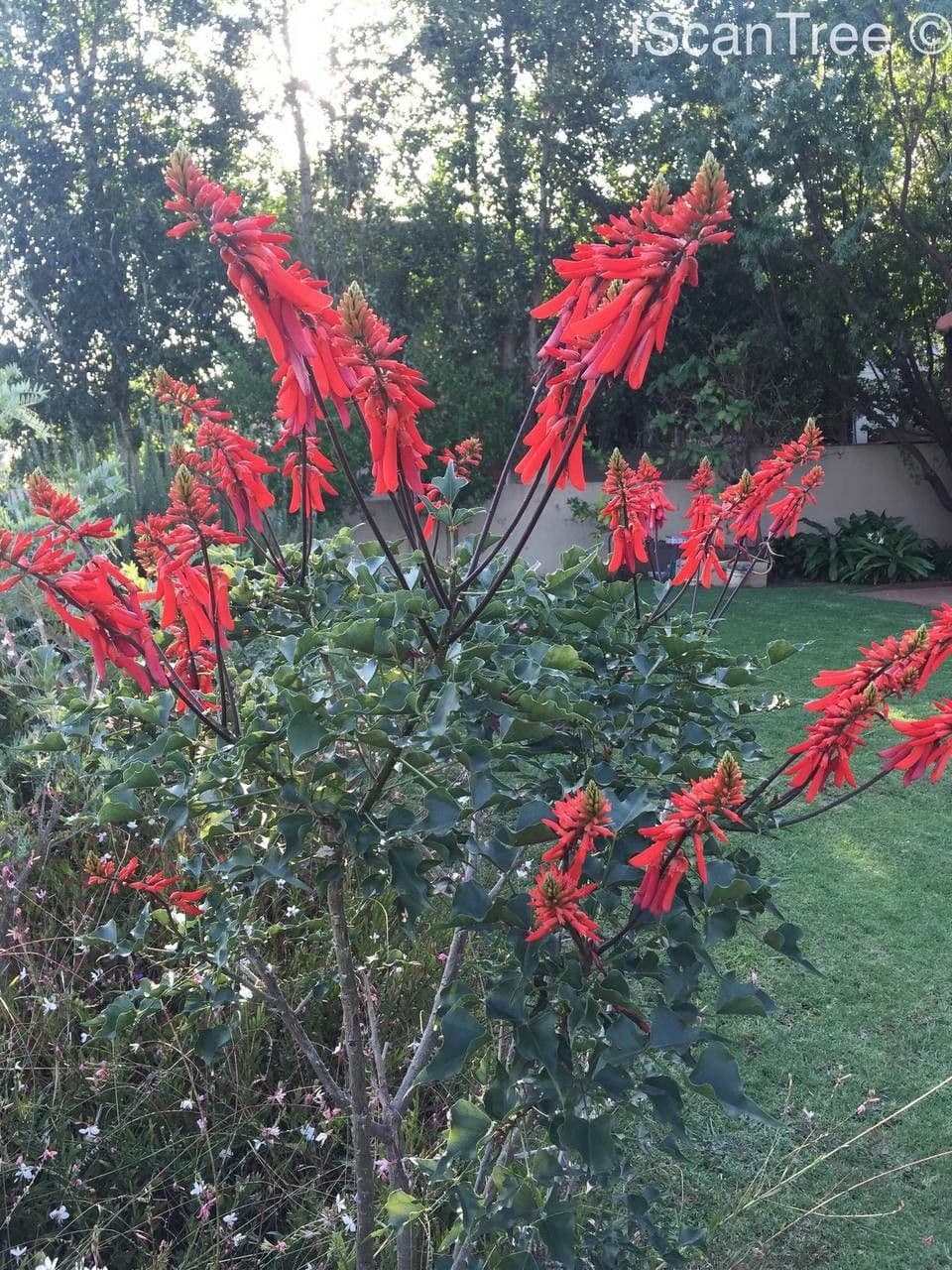 Erythrina 10