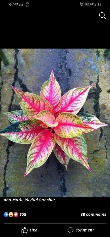 Aglaonema 20