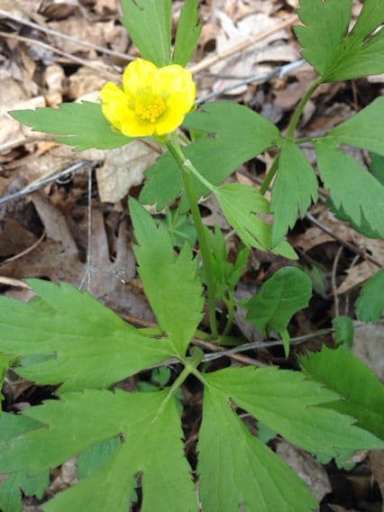 Ranunculus hispidus 7