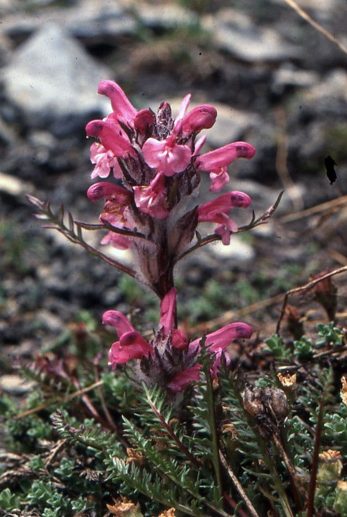 Pedicularis rosea 12