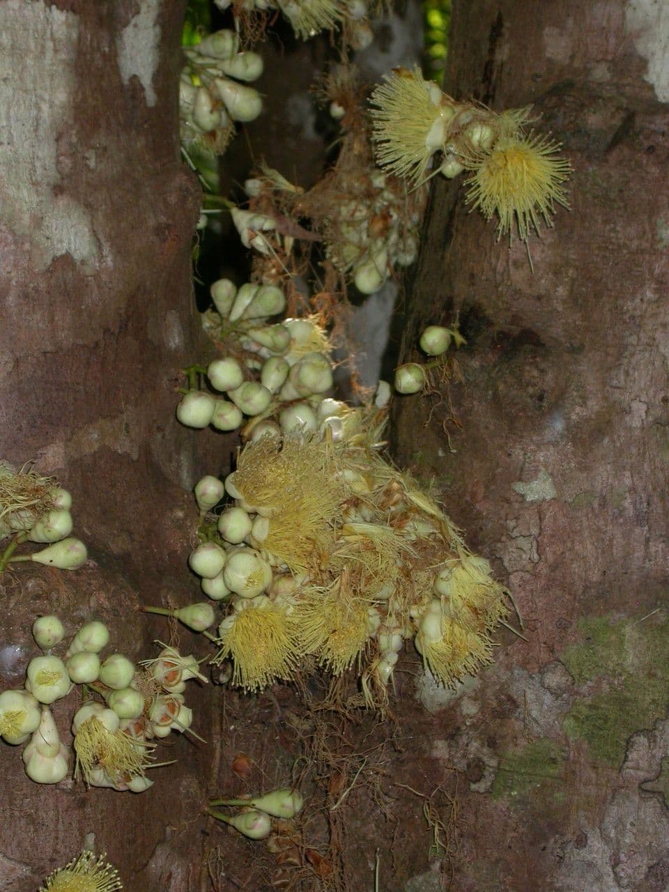 Syzygium