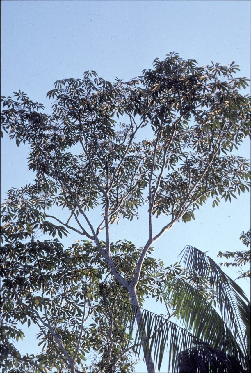 Yagrumo macho 11
