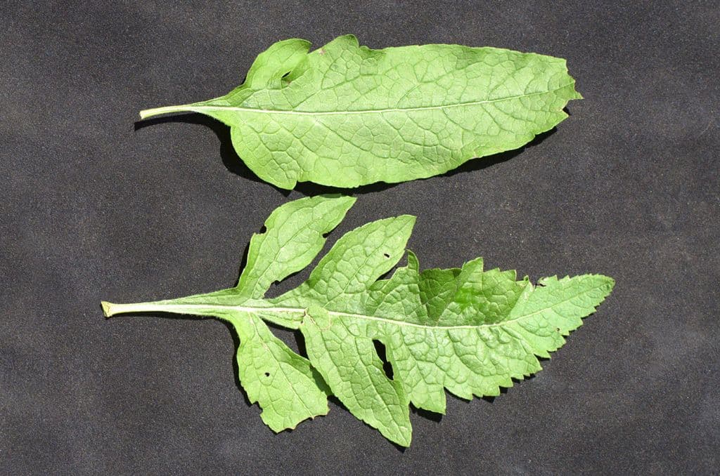 Dasistoma 24