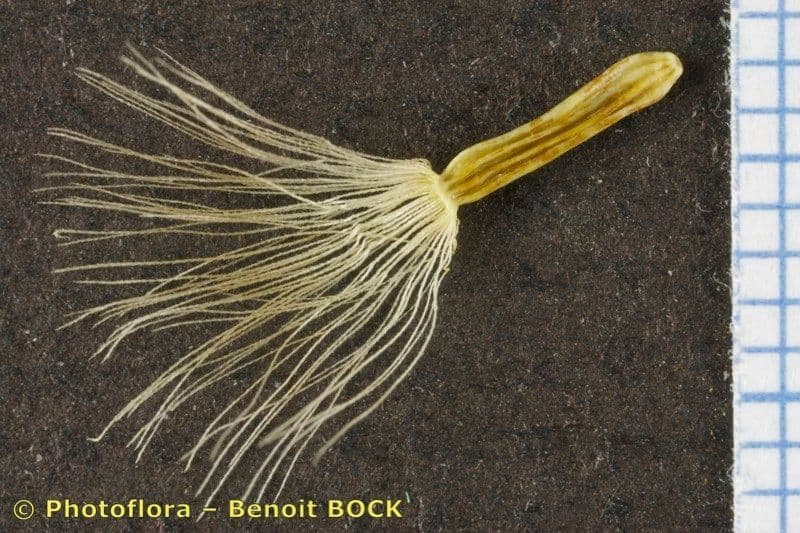 Sibirisches Greiskraut 21