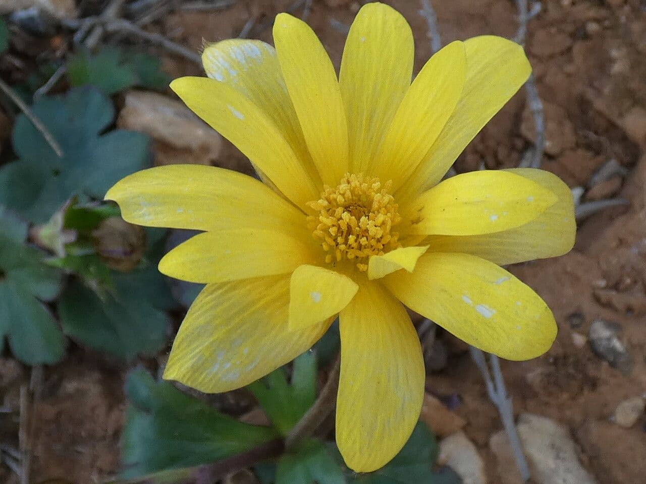 Anemone palmata 10