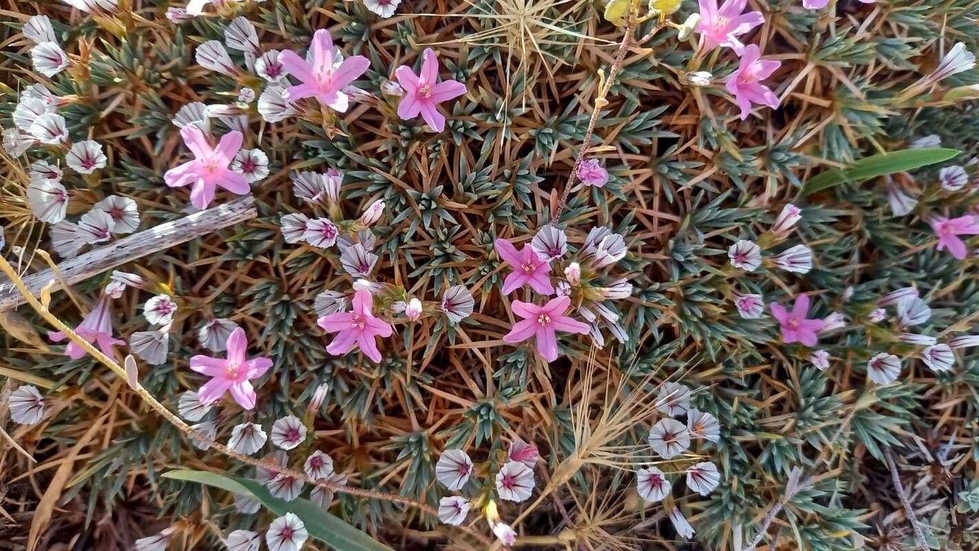 Acantholimon 4