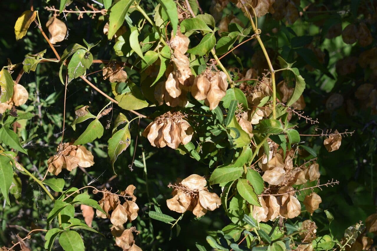 Urvillea uniloba 7