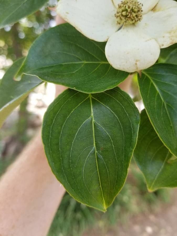 Cornus de Canadá 19