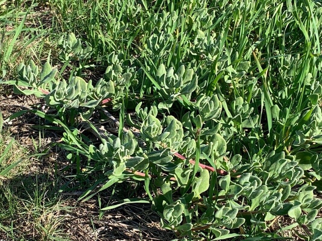 Tetragonia decumbens