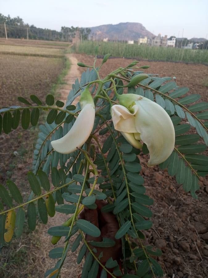 Sesbania grandiflora 2