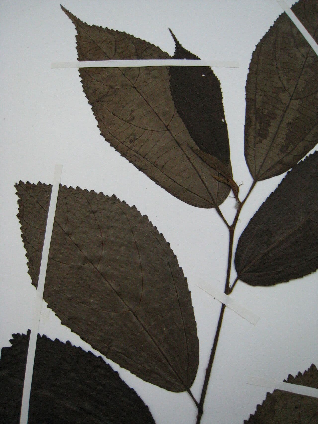 Apeiba glabra 9